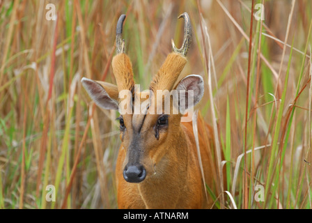 Male Red Muntjac in the grassland of Khao Yai National Park Thailand Stock Photo