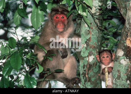 Bonnet monkey with young baby Macaca radiata sitting on branch on tree Bangalore India Stock Photo