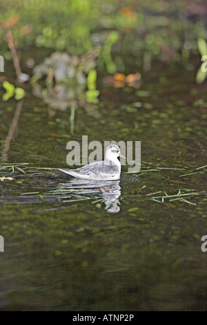 Grey phalarope Red phalarope Phalaropus fulicarius in winter plumage on small pond near Burley New Forest Hampshire England Stock Photo