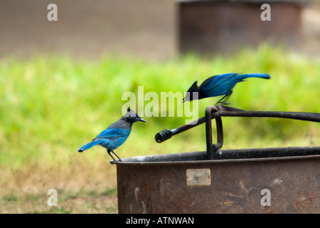 A Steller's Jay, Cyanocitta stelleri, feeding young. California, USA. Stock Photo