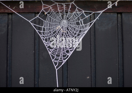 Frozen Spiders Web, UK