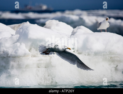 Glaucous Gull (larus hyperboreus) taking flight off ice flow Stock Photo