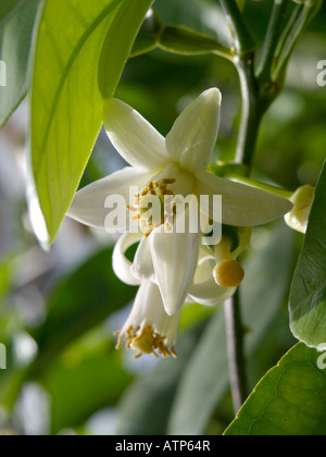 Fruit of the Grapefruit (Citrus x paradisi), Rutaceae Stock Photo - Alamy