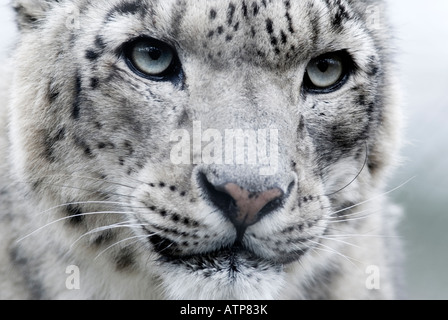 SNOW LEOPARD Uncia uncia or Panthera uncia Stock Photo