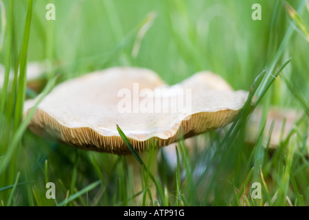 Close up of gills of Meadow Waxcap (Hygrocybe pratensis) fungus growing in garden lawn grass in autumn. British fungi. UK Britain Stock Photo