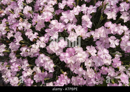 Pinks carnation flowers Dianthus spp Wales UK Stock Photo