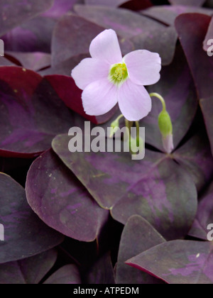 Threeleaf purple shamrock (Oxalis triangularis) Stock Photo