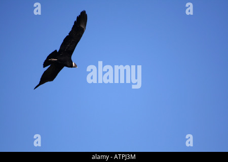 Condor flying above Colca Canyon Peru Stock Photo