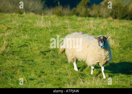 A Black Faced Sheep standing in a Field Stock Photo