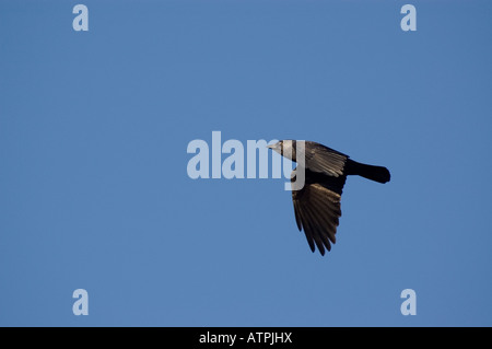 Jackdaw (corvus monedula) In Flight in the uk Stock Photo