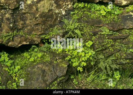 Maidenhair spleenwort and spurge growing from cracks in a cliff face. Stock Photo