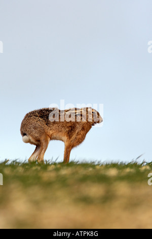 Brown hare Lepus europaeus stretching Therfield Hertfordshire Stock Photo