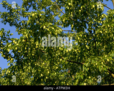 European hop hornbeam (Ostrya carpinifolia) Stock Photo