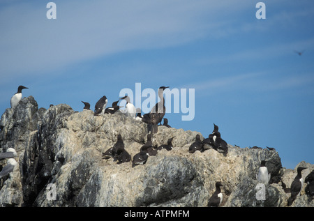 Seabird Nesting Colony Common Murres, Black-legged Kittiwakes, Pelagic Cormorant. Stock Photo