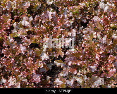 Oak-leaf lettuce (Lactuca sativa var. capitata 'Red Salad Bowl') Stock Photo