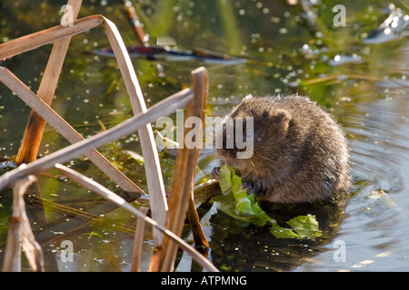 Water Vole eating leaf Stock Photo