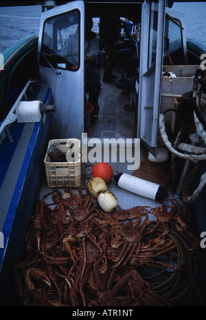 Chionoecetes bairdi (bairdi crab / tanner crab) are caught in Samani ...