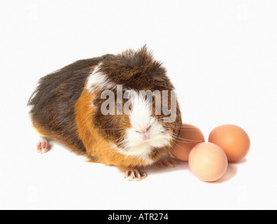 Guinea Pig with three eggs on white background Stock Photo