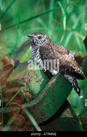 Common Cuckoo Stock Photo