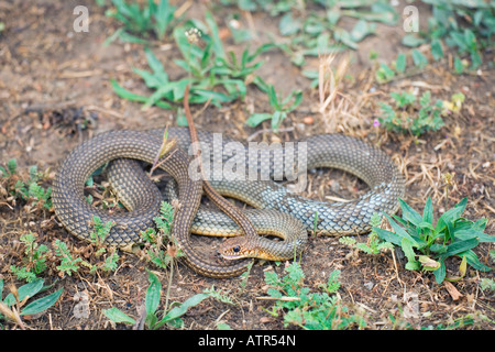 Large Whip Snake Stock Photo
