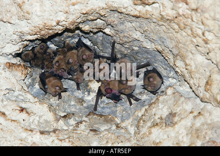 Mediterranean Horseshoe Bat Stock Photo