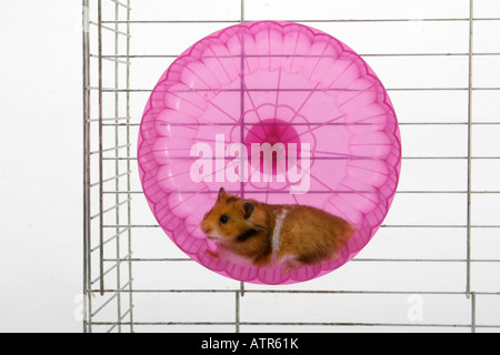 Golden Hamster Stock Photo