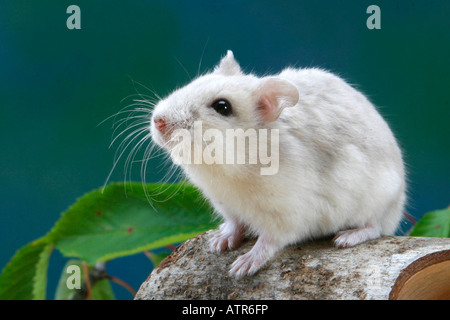 Roborovski Hamster Stock Photo