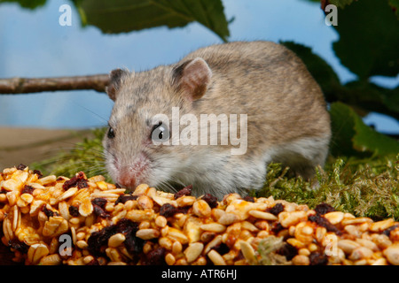 Chinese Hamster Stock Photo