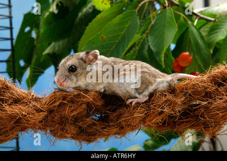 Chinese Hamster Stock Photo