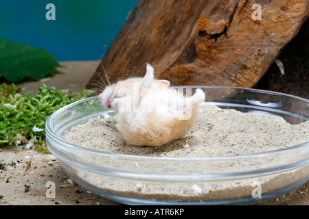 Campbell's Dwarf Hamster Stock Photo