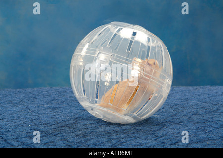 Campbell's Dwarf Hamster Stock Photo