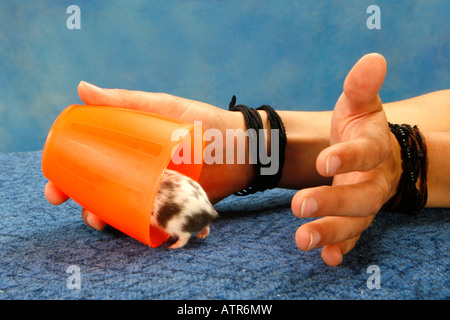 Campbell's Dwarf Hamster Stock Photo