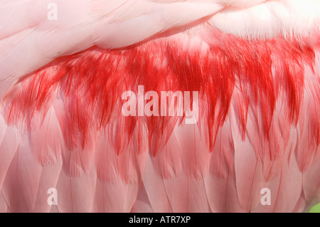 Roseate Spoonbill Stock Photo