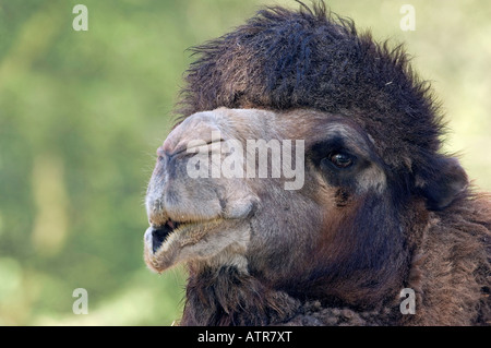 Two-humped Camel Stock Photo