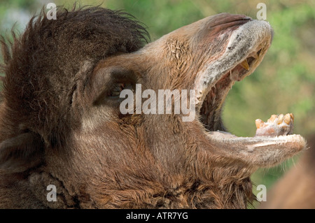 Two-humped Camel Stock Photo