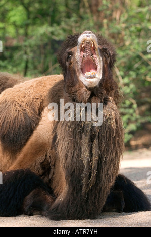 Two-humped Camel Stock Photo