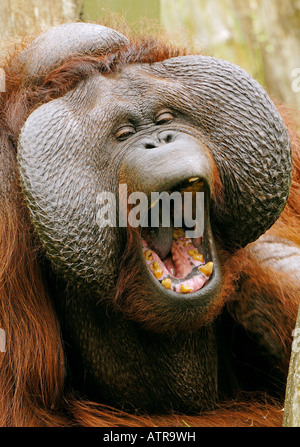 Bornean Orangutan Stock Photo