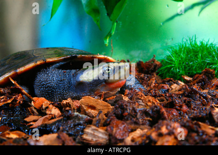 Red-bellied Short-necked Turtle Stock Photo