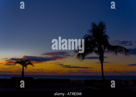 Quarter moon rising before sunrise over the Atlantic Ocean behind the silhouette of a palm Stock Photo