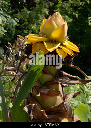 Chinese yellow banana (Musella lasiocarpa) Stock Photo