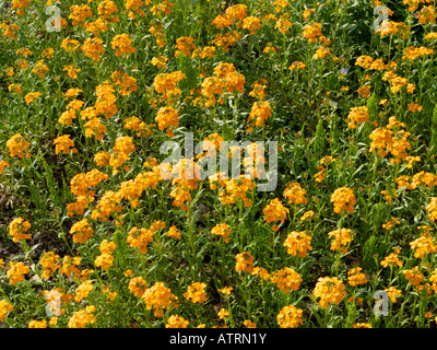 Siberian wallflower (Erysimum x allionii) Stock Photo