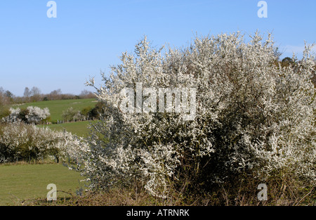 White Flower covered Blackthorn or Sloe trees Prunus spinosa form hedges between green fields in early spring. Stock Photo