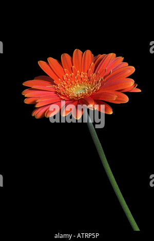 Orange Gerbera flower on black background Stock Photo