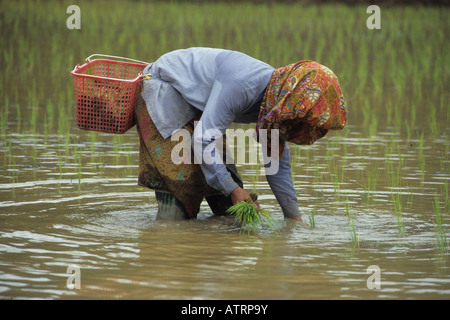 Woman planting rice in paddy field Stock Photo