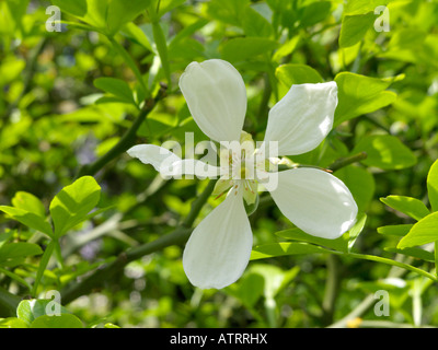 Bitter orange (Poncirus trifoliata) Stock Photo