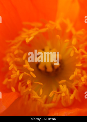 Iceland poppy (Papaver nudicaule) Stock Photo