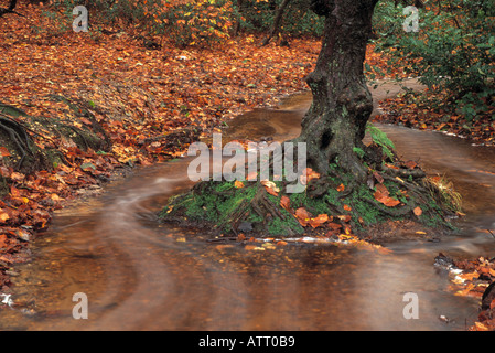 Autumn leaves surround a tree which is passed by a stream in Burnham Beeches Berkshire Stock Photo
