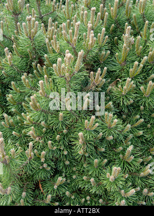 Dwarf mountain pine (Pinus mugo 'Humpy') Stock Photo