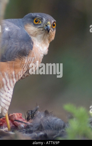 Sparrowhawk (Accipiter nisus) Eating Blackbird It Has Just Killed in the uk Stock Photo