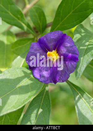 Blue potato bush (Lycianthes rantonnetii syn. Solanum rantonnetii) Stock Photo